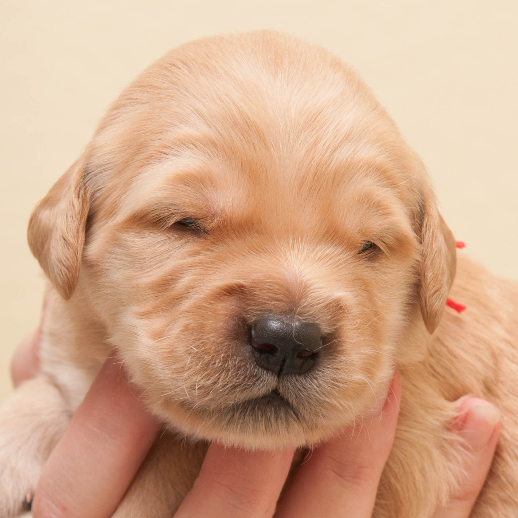 Portrait of puppy.