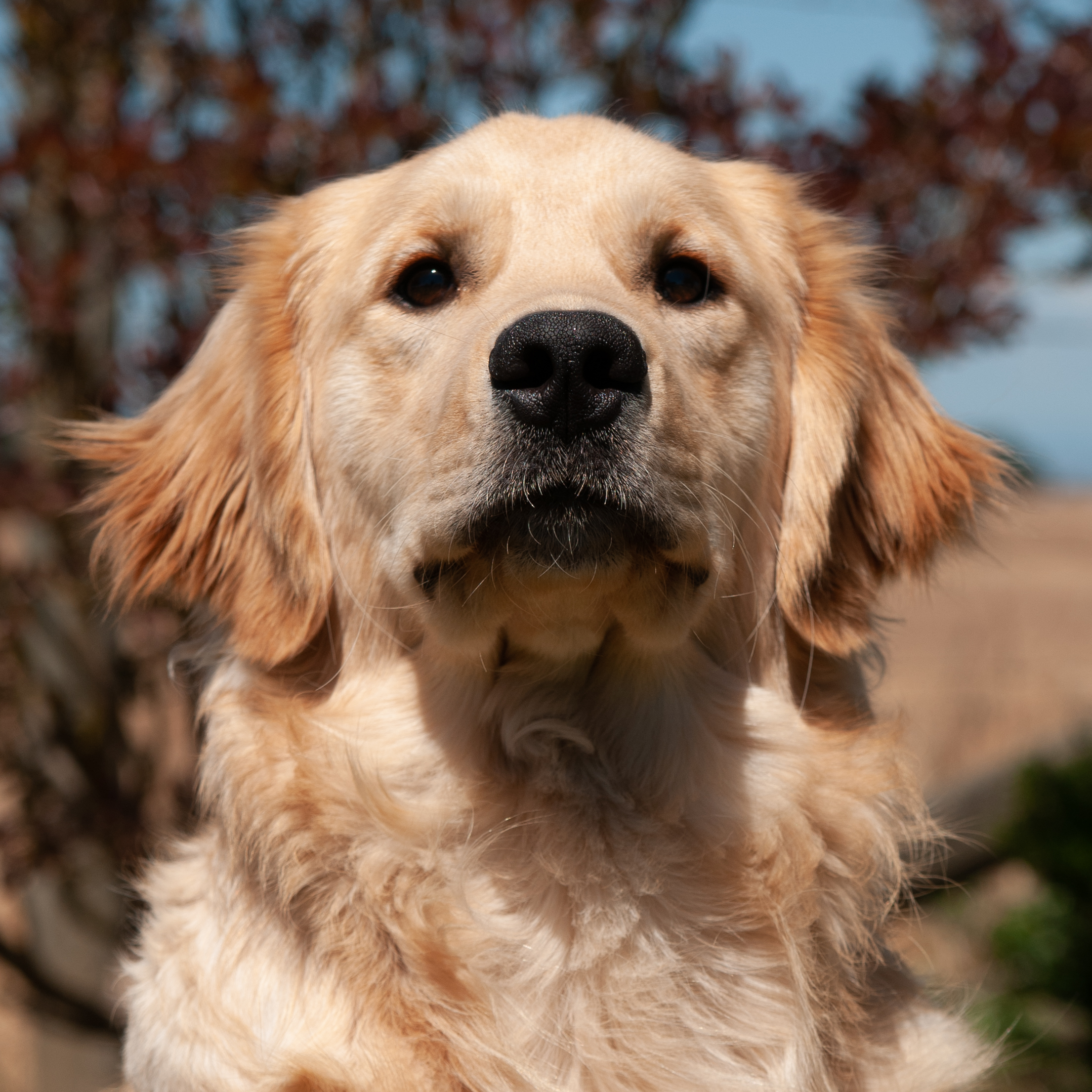 Portrait of puppy.