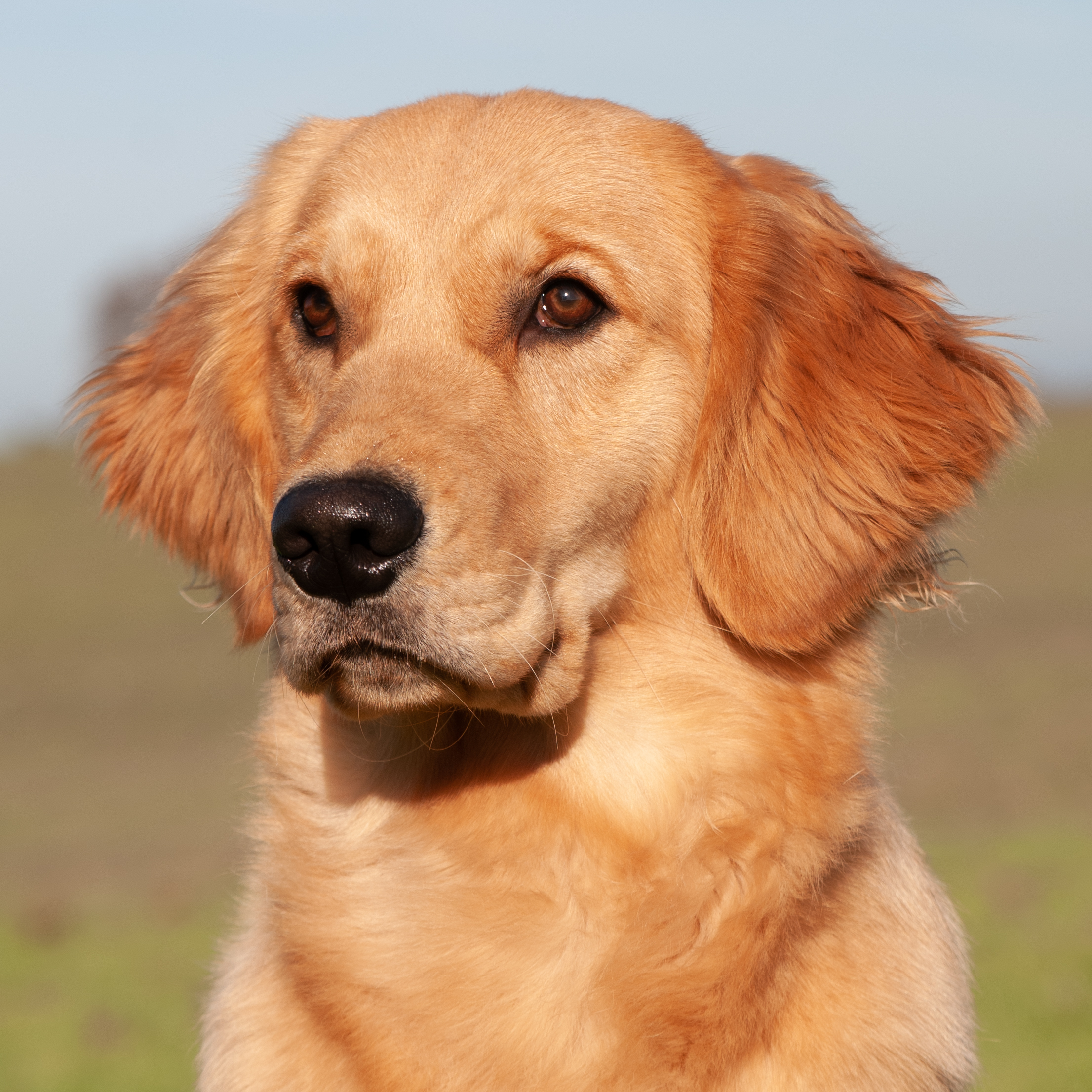 Portrait of dam.